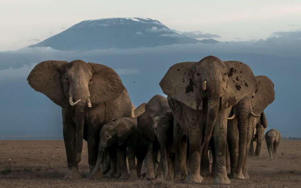 Amboseli Serena Safari Lodge Facilités photo