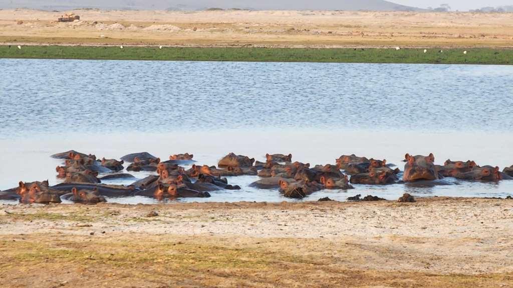 Amboseli Serena Safari Lodge Facilités photo